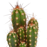 Cactus mix 5.5 cm - 5x - zonder pot