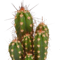 Cactus mix 5.5 cm - 5x - zonder pot