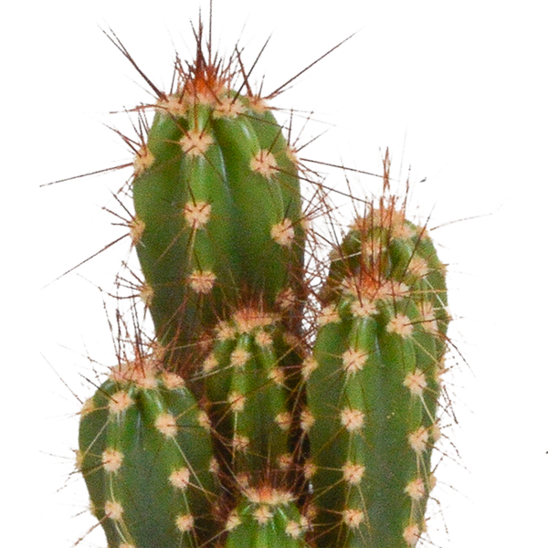 Cactus mix 5.5 cm - 5x - zonder pot