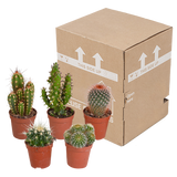 Cactus mix 5.5 cm - 5x - zonder pot