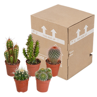 Cactus mix 5.5 cm - 5x - zonder pot