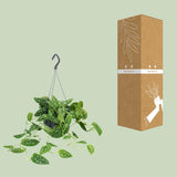 Scindapsus Pictus - Ø15cm - ↕25cm - Ø15cm - ↕25cm