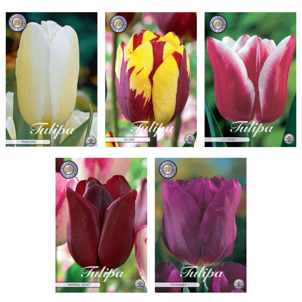 Tulipa - Bloembollen Mix (11) - 5 soorten - 44 bollen