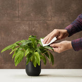 Plant Protection - 200 ml - LEAF CLEANSER | NATURAL SOAP FOR PLANTS
