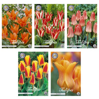Tulipa - Bloembollen Mix (8) - 5 soorten - 38 bollen